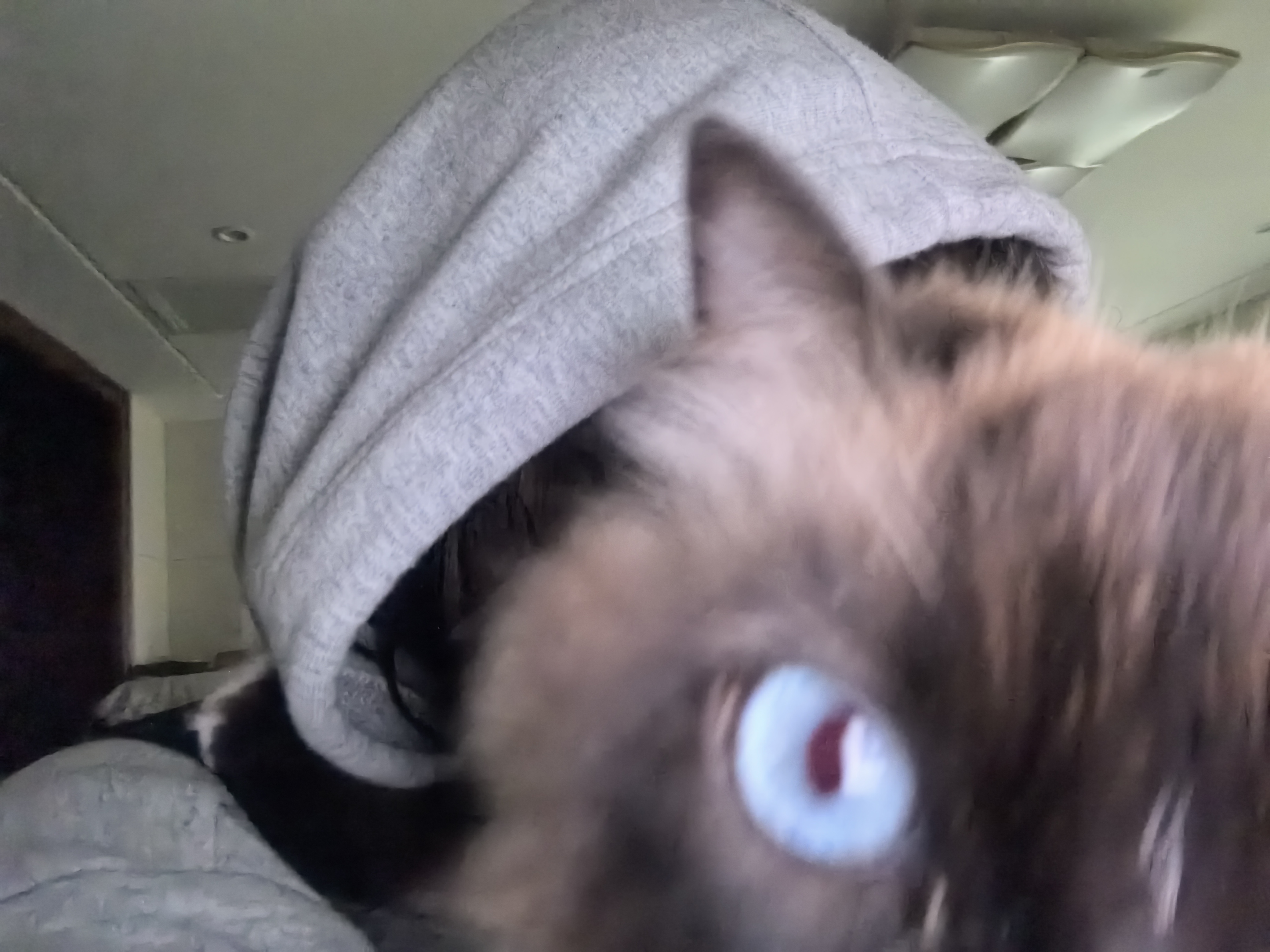 cat