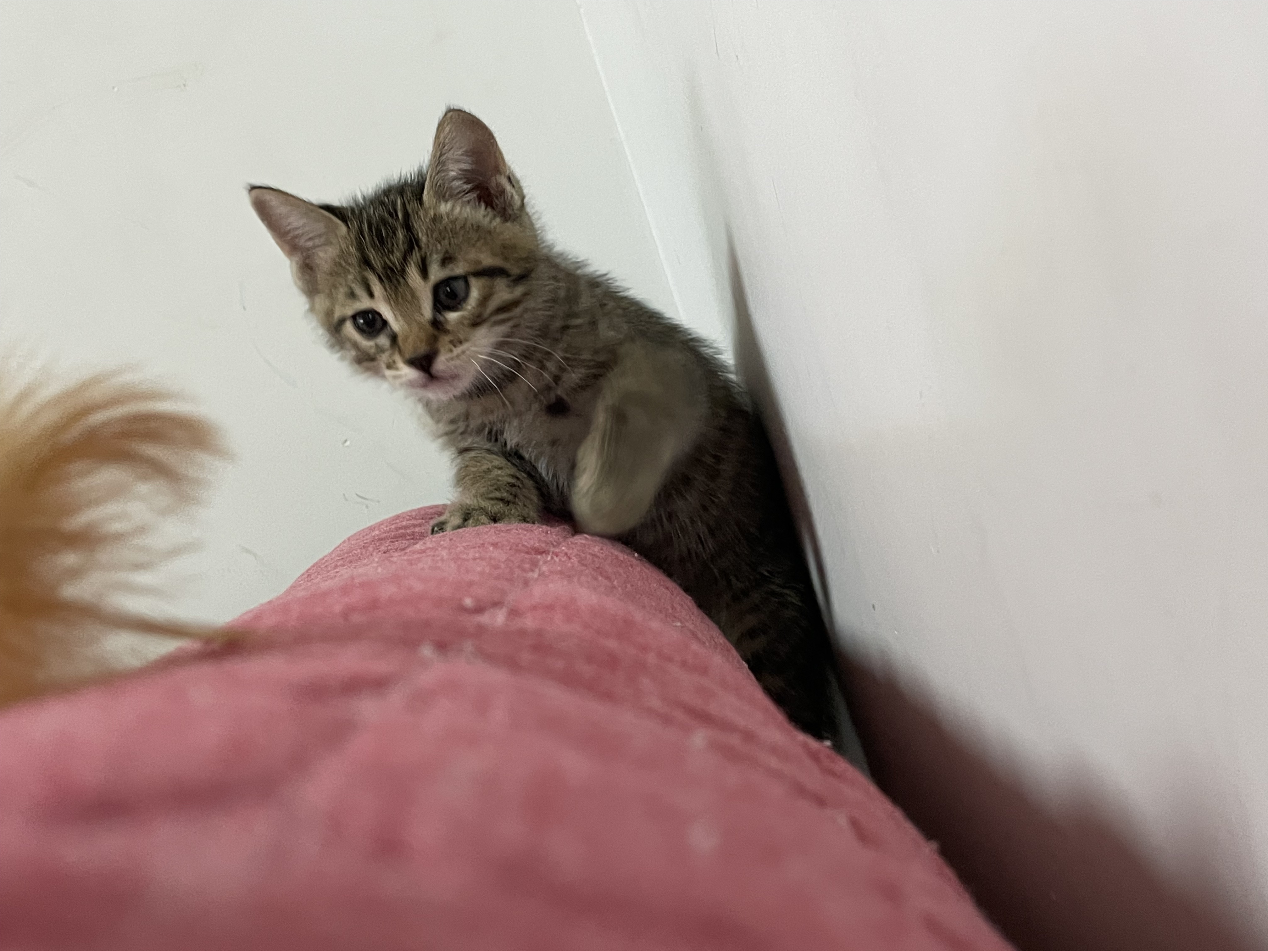 cat