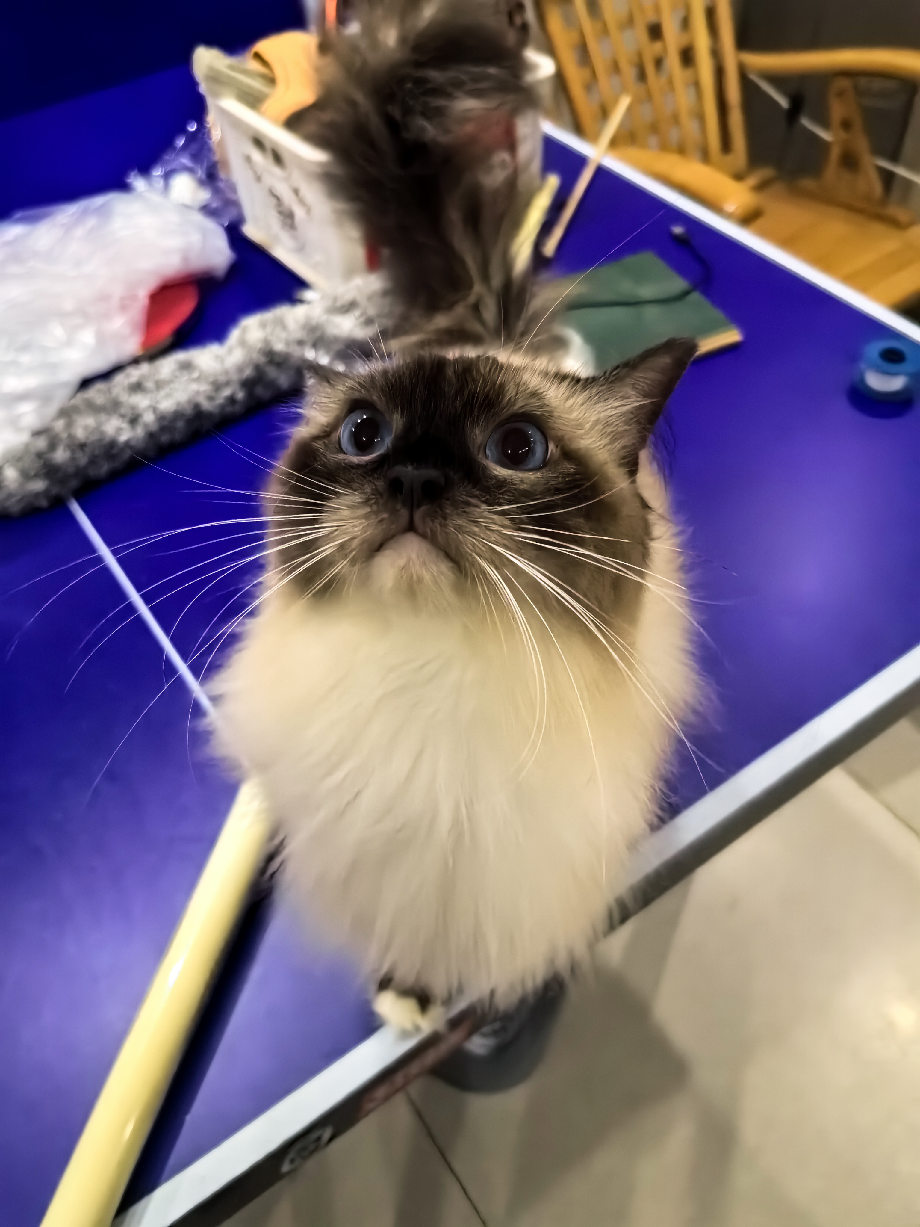 cat