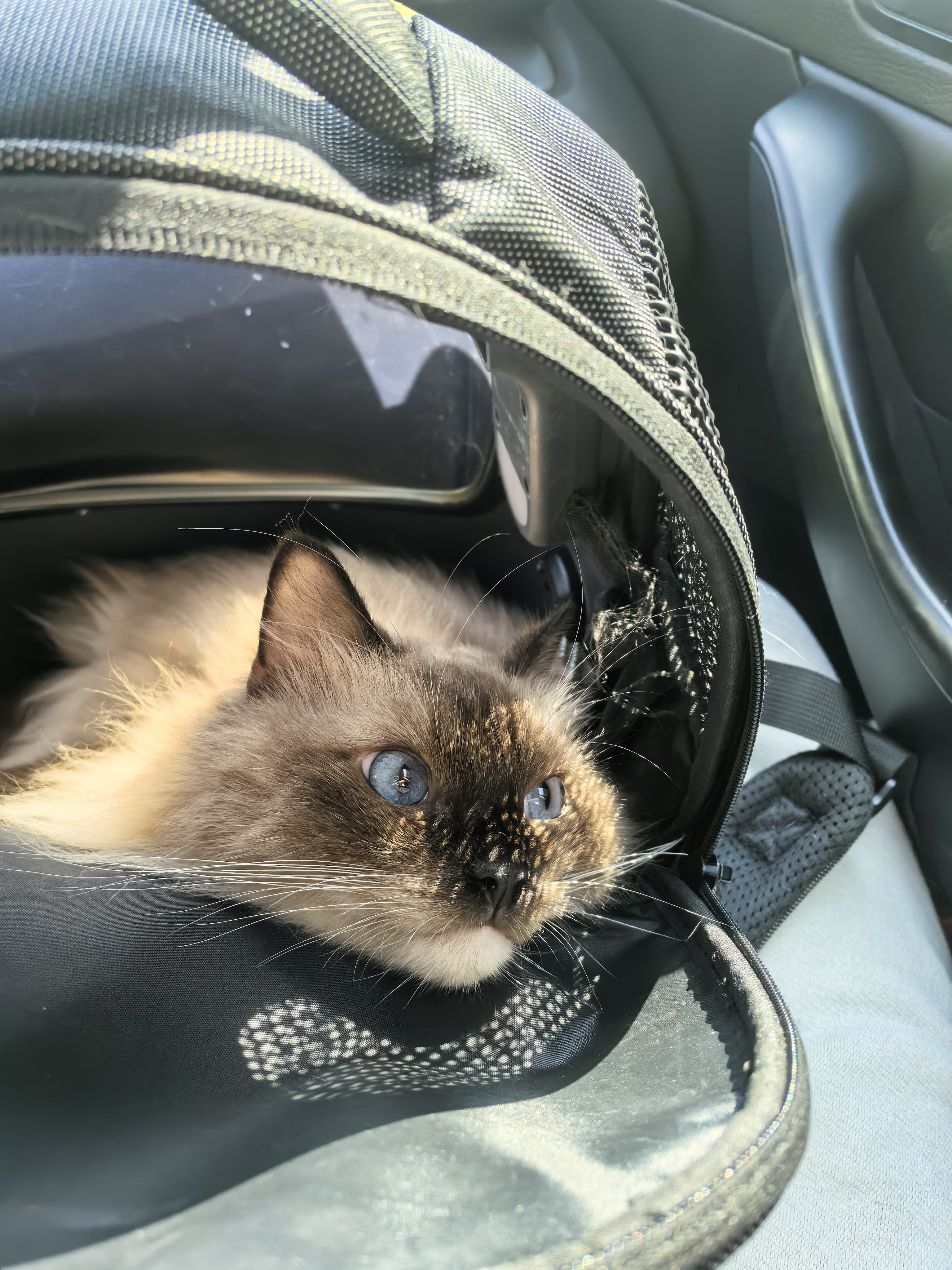 cat
