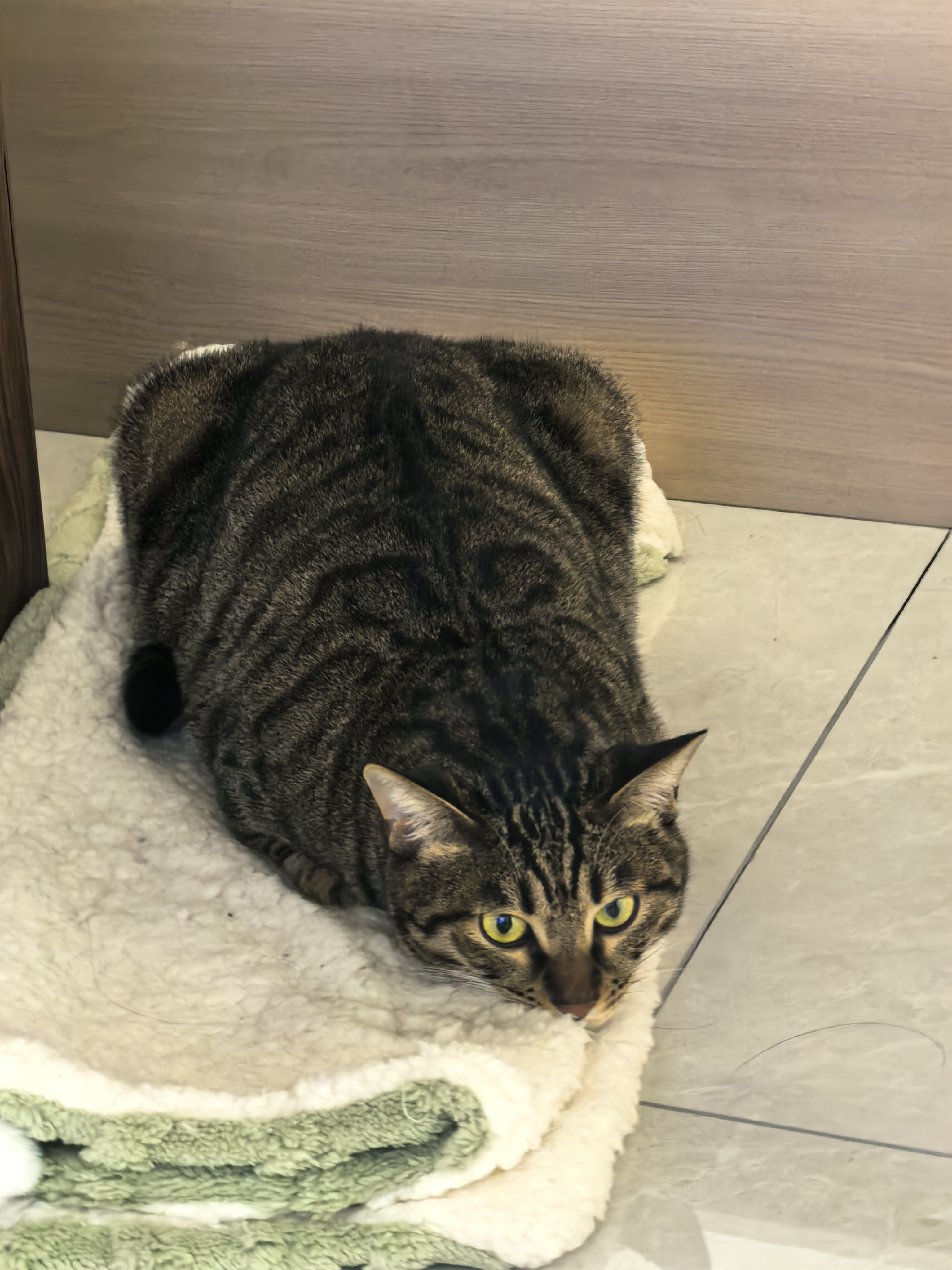 cat