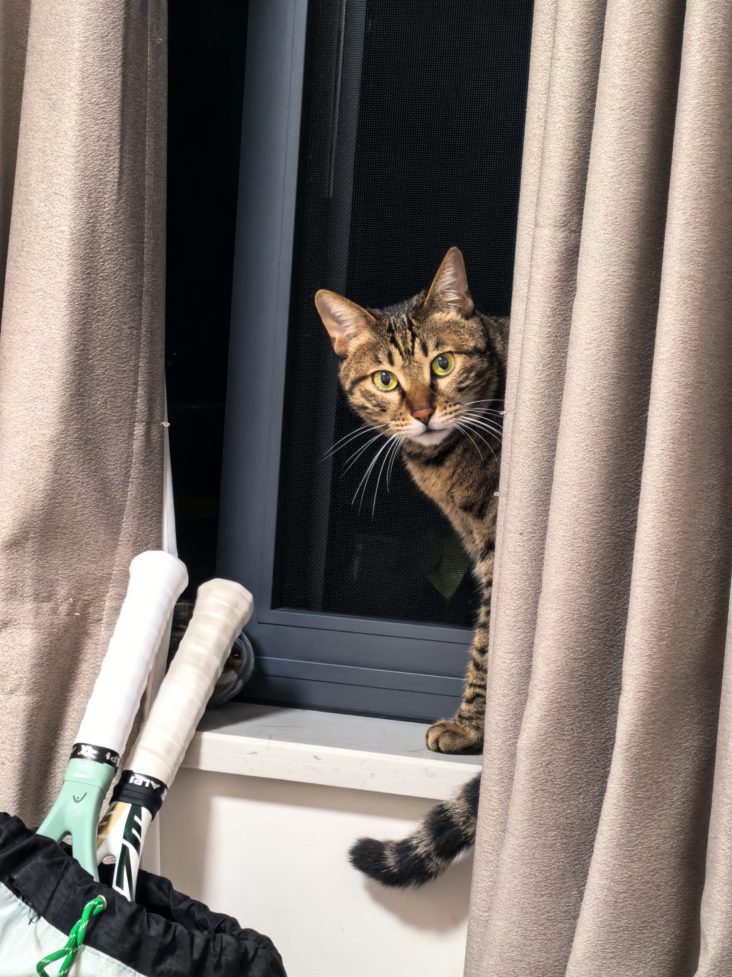cat