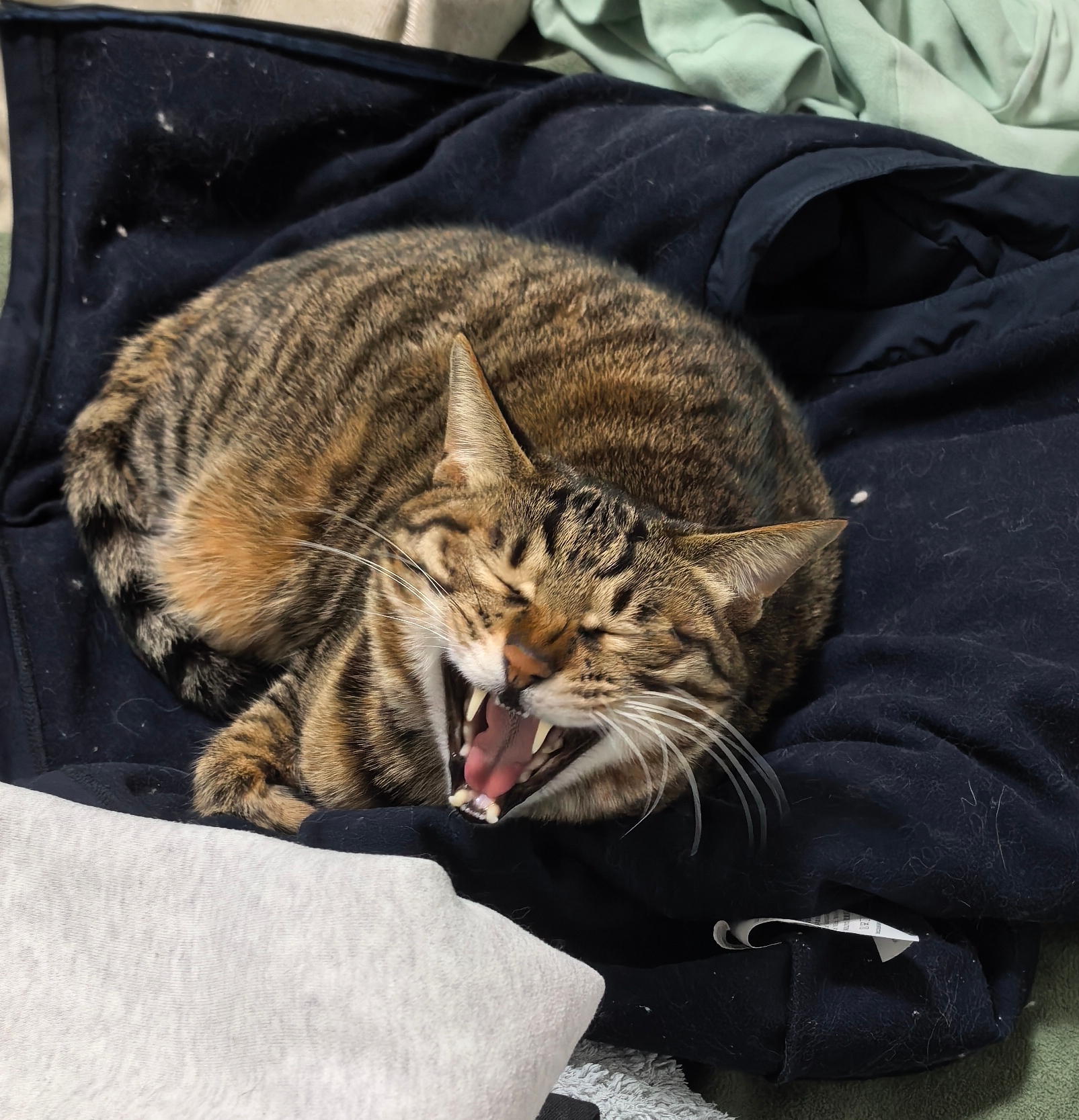 cat