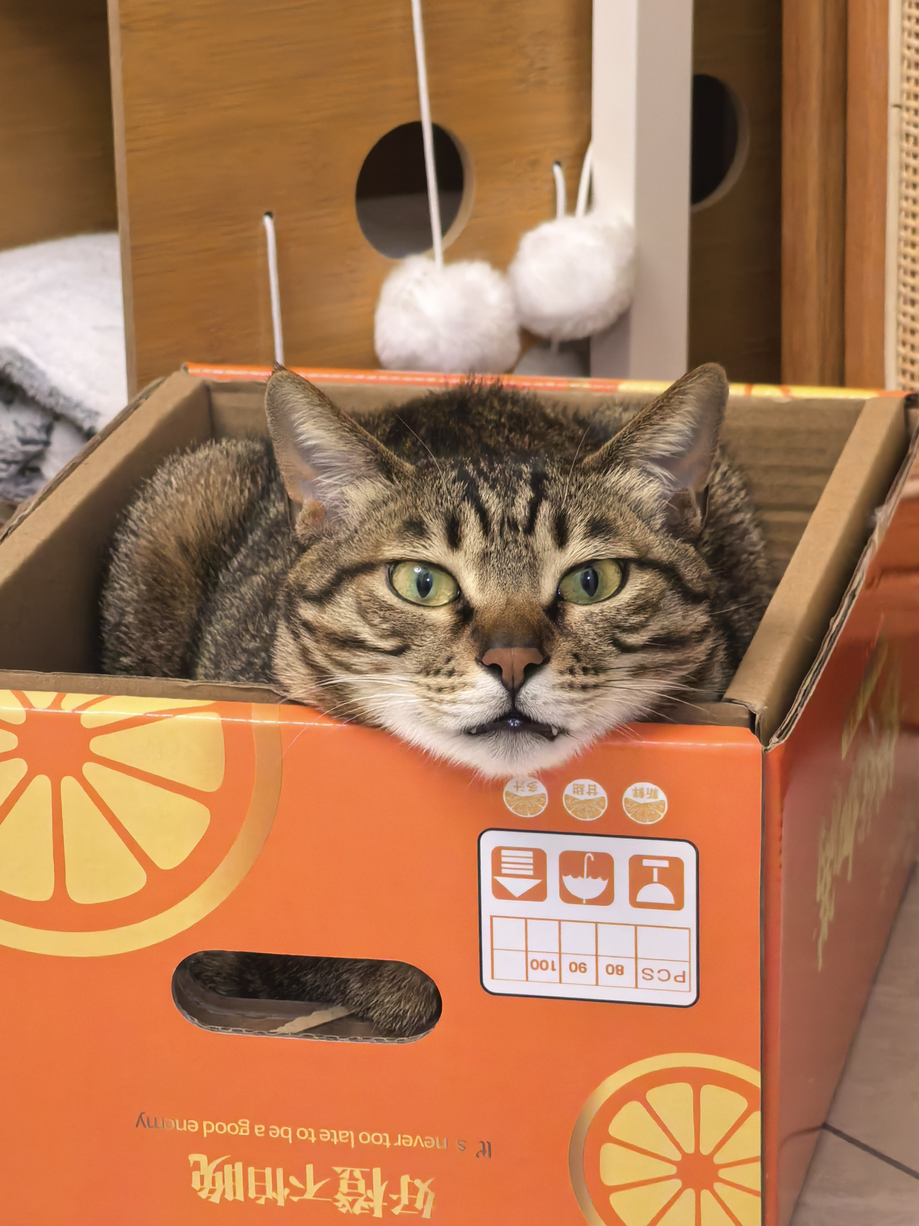 cat