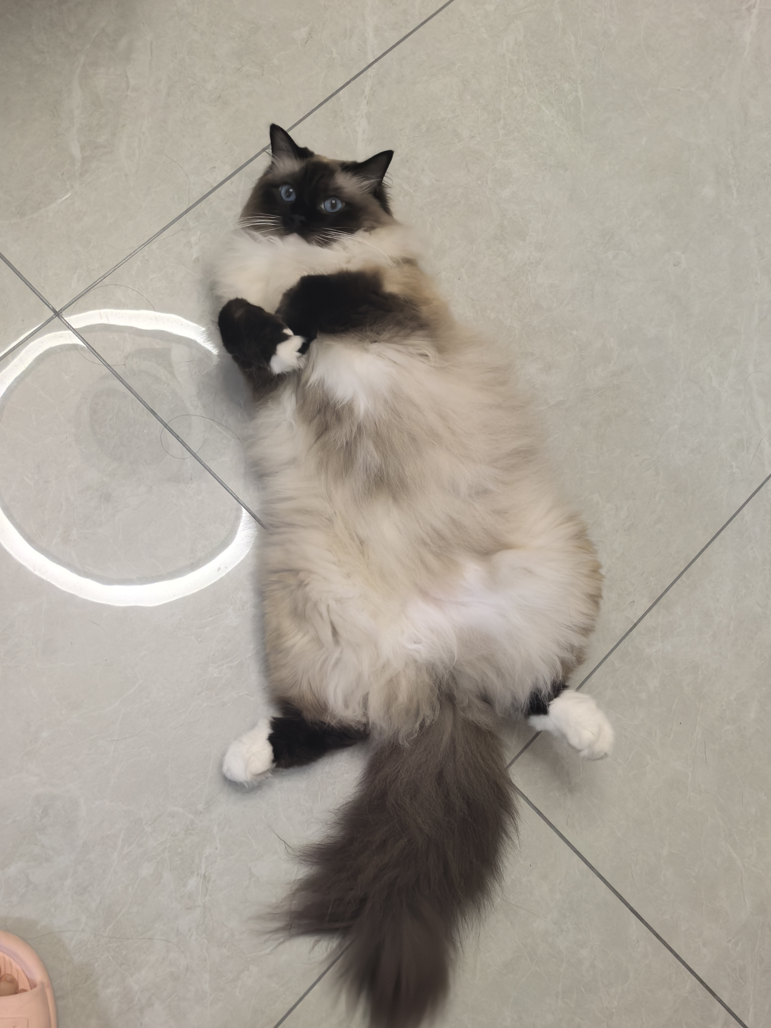 cat